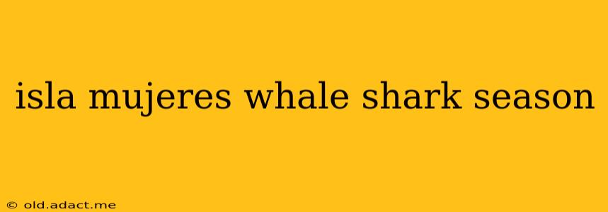 isla mujeres whale shark season