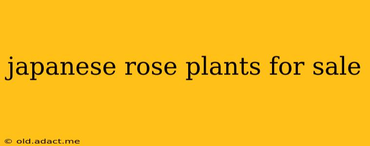japanese rose plants for sale