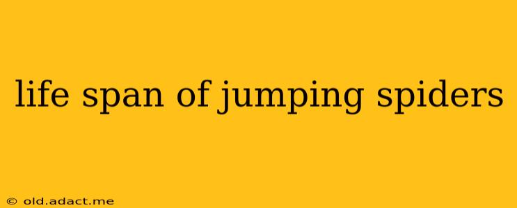 life span of jumping spiders