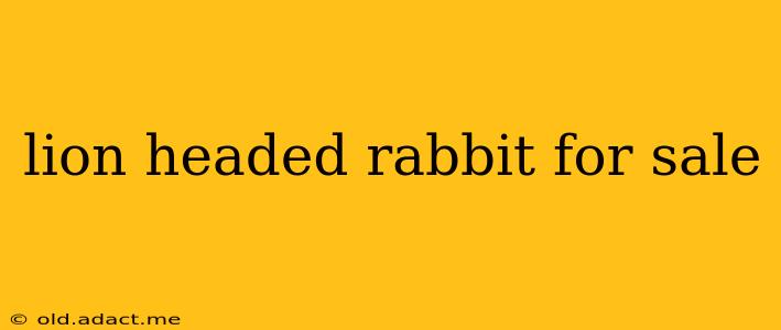 lion headed rabbit for sale