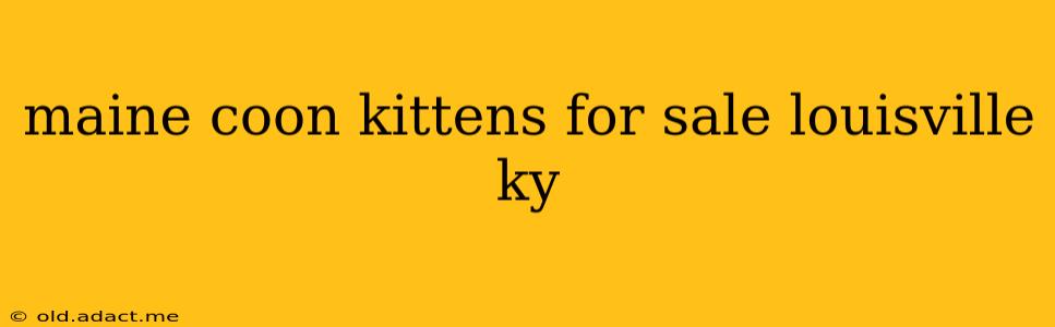 maine coon kittens for sale louisville ky