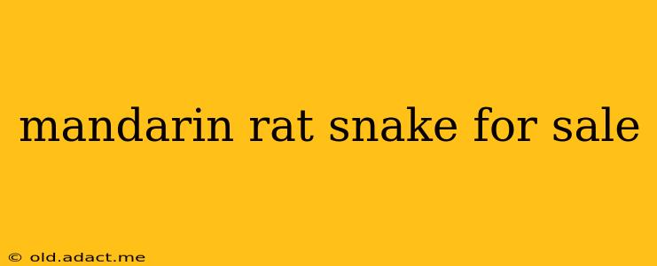 mandarin rat snake for sale