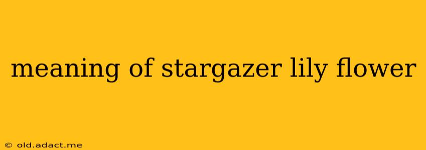 meaning of stargazer lily flower