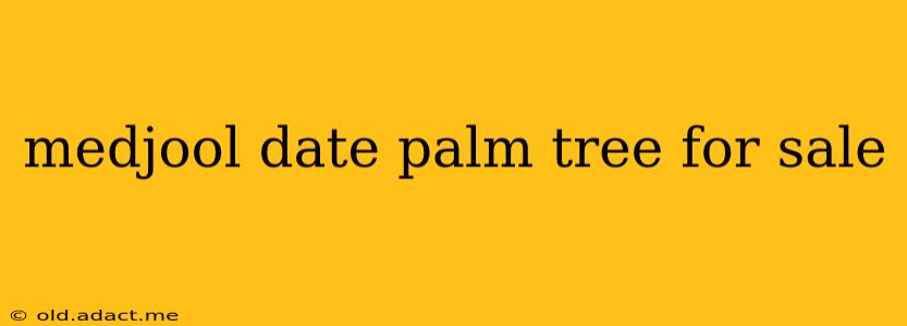 medjool date palm tree for sale