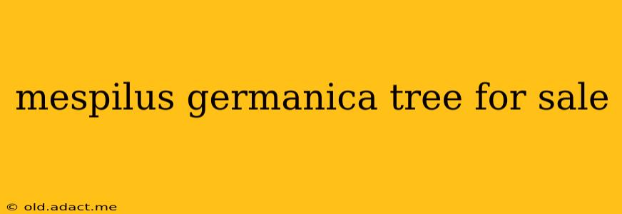mespilus germanica tree for sale
