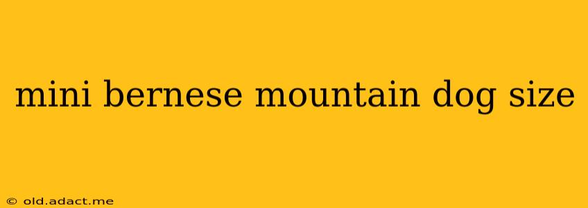 mini bernese mountain dog size