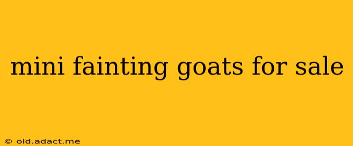 mini fainting goats for sale