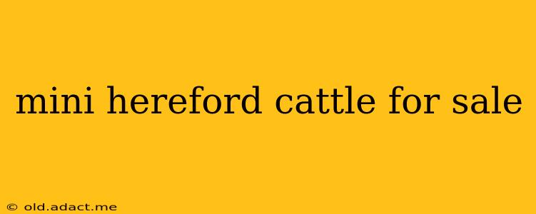 mini hereford cattle for sale
