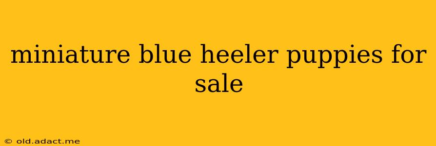 miniature blue heeler puppies for sale