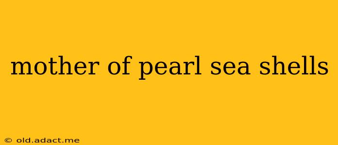 mother of pearl sea shells