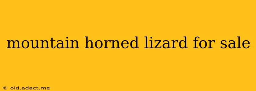 mountain horned lizard for sale