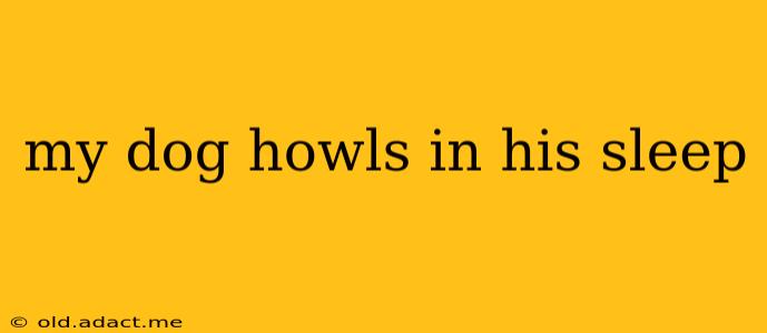 my dog howls in his sleep