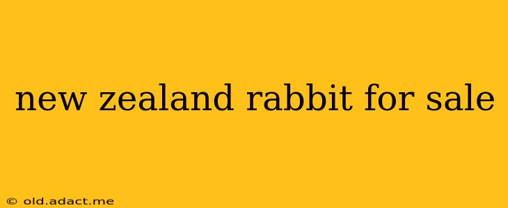 new zealand rabbit for sale