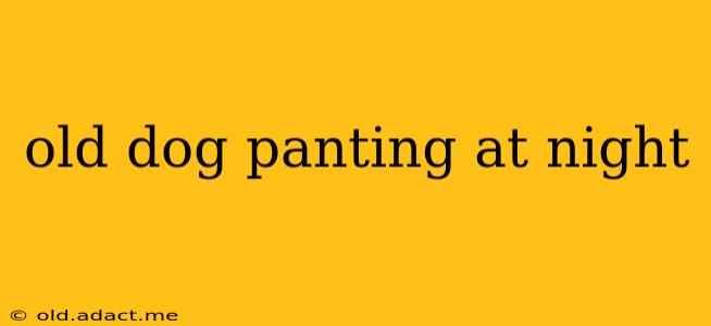 old dog panting at night
