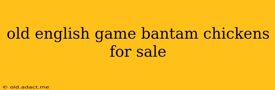 old english game bantam chickens for sale