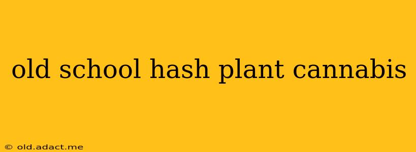 old school hash plant cannabis