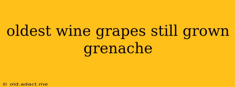 oldest wine grapes still grown grenache