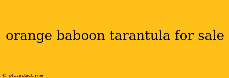 orange baboon tarantula for sale