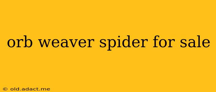 orb weaver spider for sale