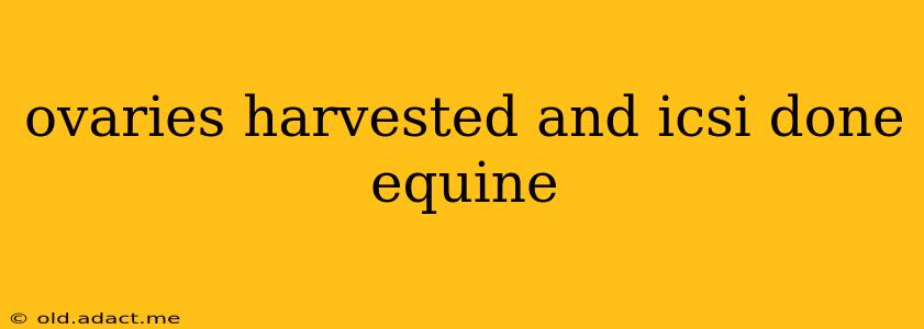 ovaries harvested and icsi done equine