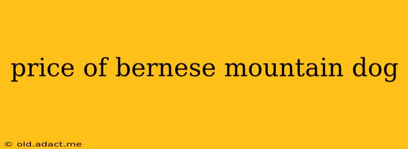 price of bernese mountain dog