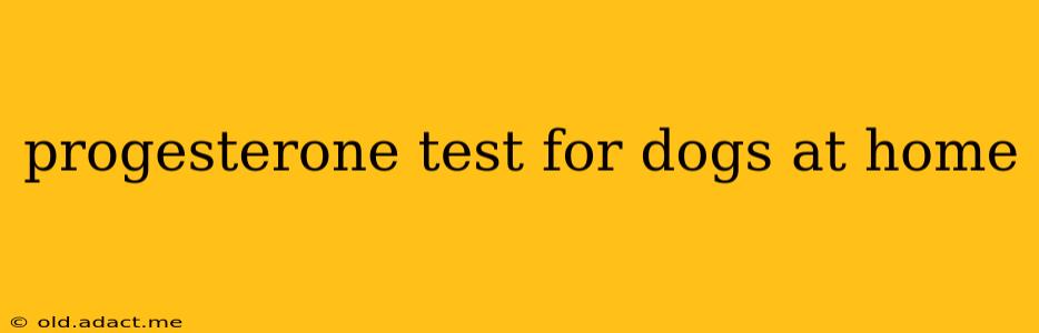progesterone test for dogs at home