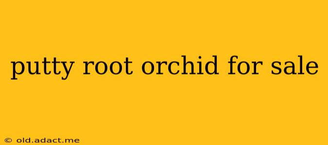 putty root orchid for sale