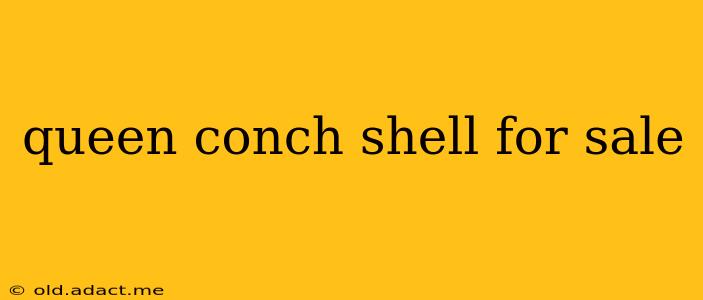 queen conch shell for sale