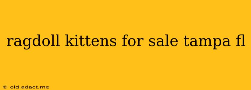 ragdoll kittens for sale tampa fl