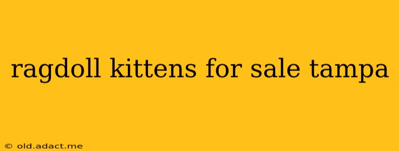 ragdoll kittens for sale tampa