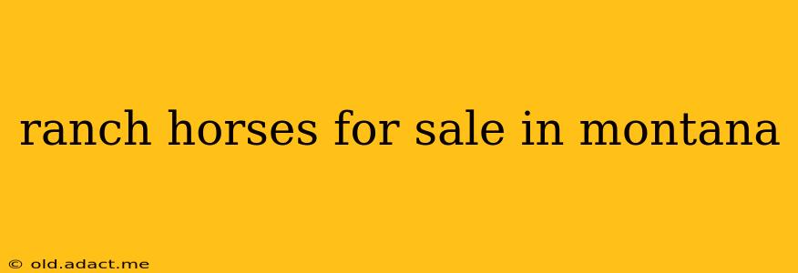 ranch horses for sale in montana