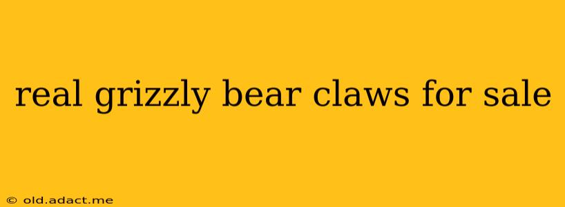 real grizzly bear claws for sale