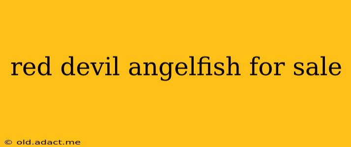 red devil angelfish for sale