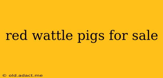 red wattle pigs for sale