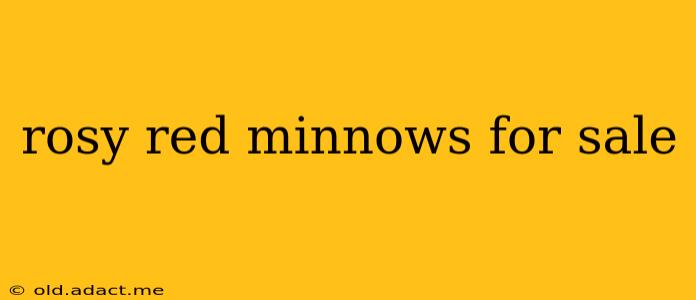rosy red minnows for sale