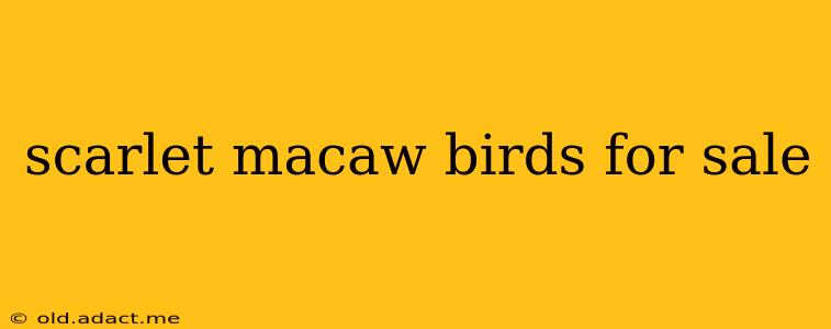 scarlet macaw birds for sale