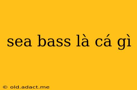 sea bass là cá gì