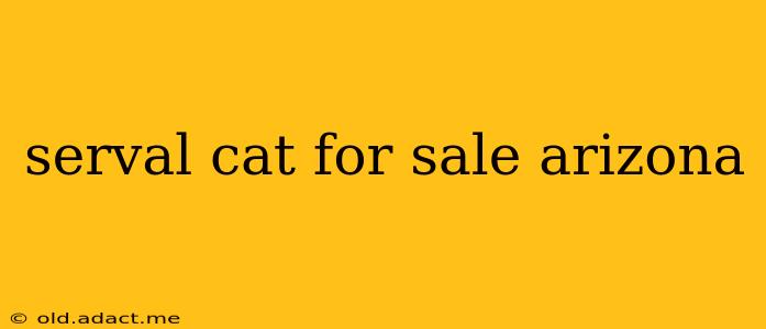 serval cat for sale arizona