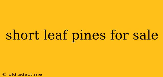 short leaf pines for sale
