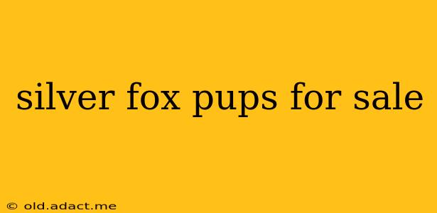 silver fox pups for sale