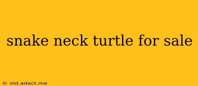 snake neck turtle for sale