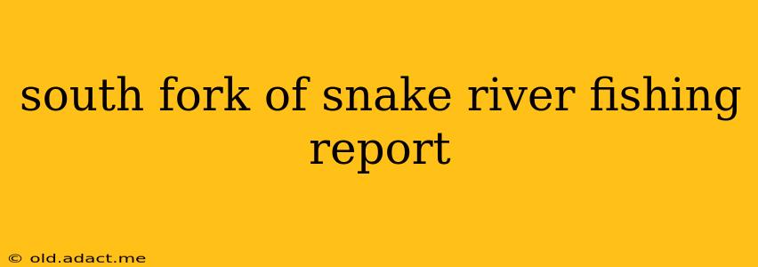south fork of snake river fishing report