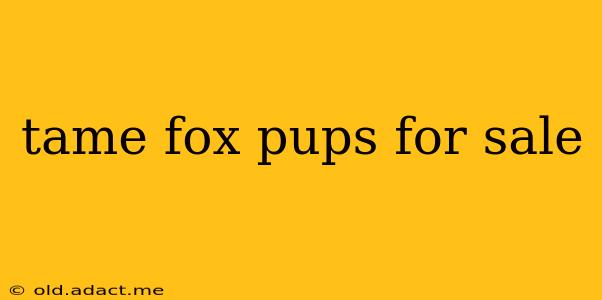 tame fox pups for sale