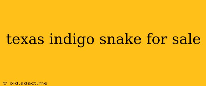 texas indigo snake for sale