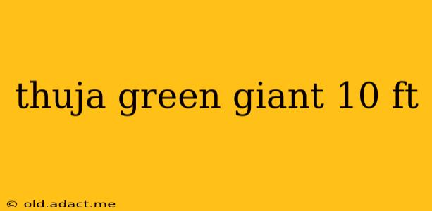 thuja green giant 10 ft