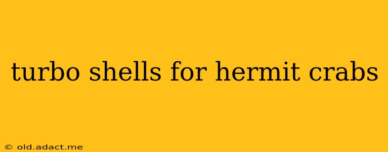 turbo shells for hermit crabs