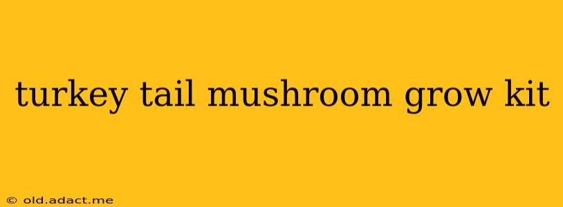 turkey tail mushroom grow kit