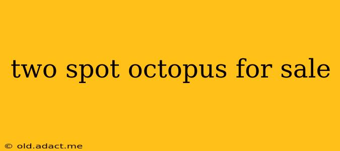 two spot octopus for sale