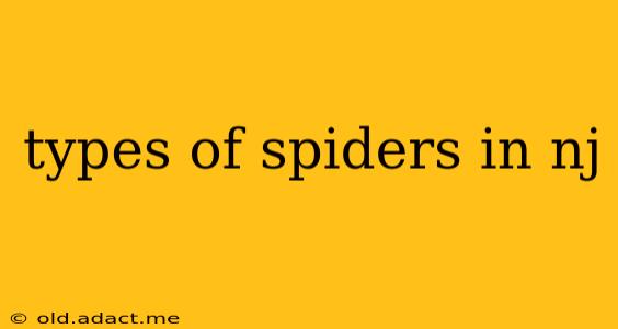types of spiders in nj