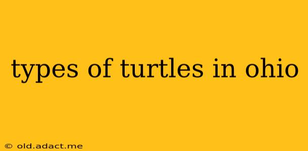 types of turtles in ohio